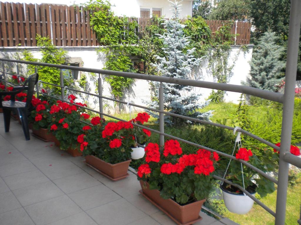 Pension Cluj מראה חיצוני תמונה